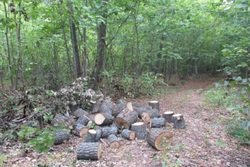 Житель Тамбовской области вырубил лес на миллион рублей