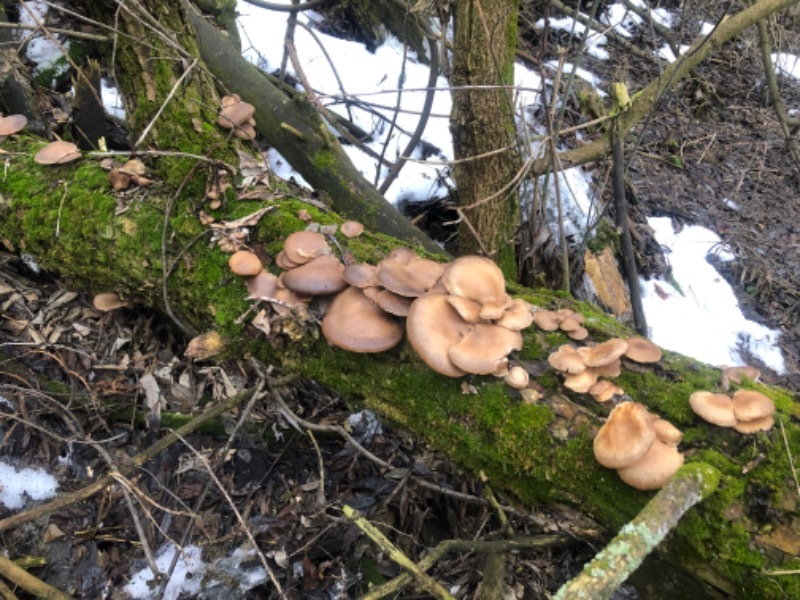 Сезон «тихой охоты» в январе открыли бондарские грибники(видео)