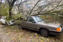 В Тамбове старое дерево упало на три автомобиля, припаркованных во дворе