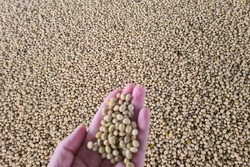 Тамбовская область побила свой собственный рекорд по сбору урожая сои