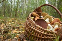 В Тамбовской области один человек погиб от отравления грибами