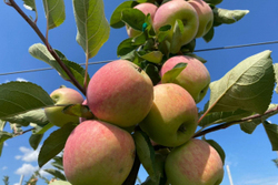 Урожай яблок на Тамбовщине превысил 15 тысяч тонн