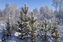 В Тамбовской области за прошлый год леса высадили на 812 гектарах 