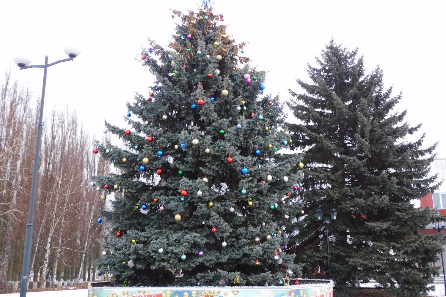 Главная ёлка Инжавинского района. Высота голубой ели около 15 метров. Новогоднее дерево украшают более тысячи игрушек.