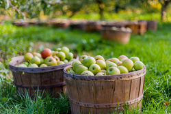Расцветают яблони и груши: на Тамбовщине заложат более 600 гектаров плодовых садов