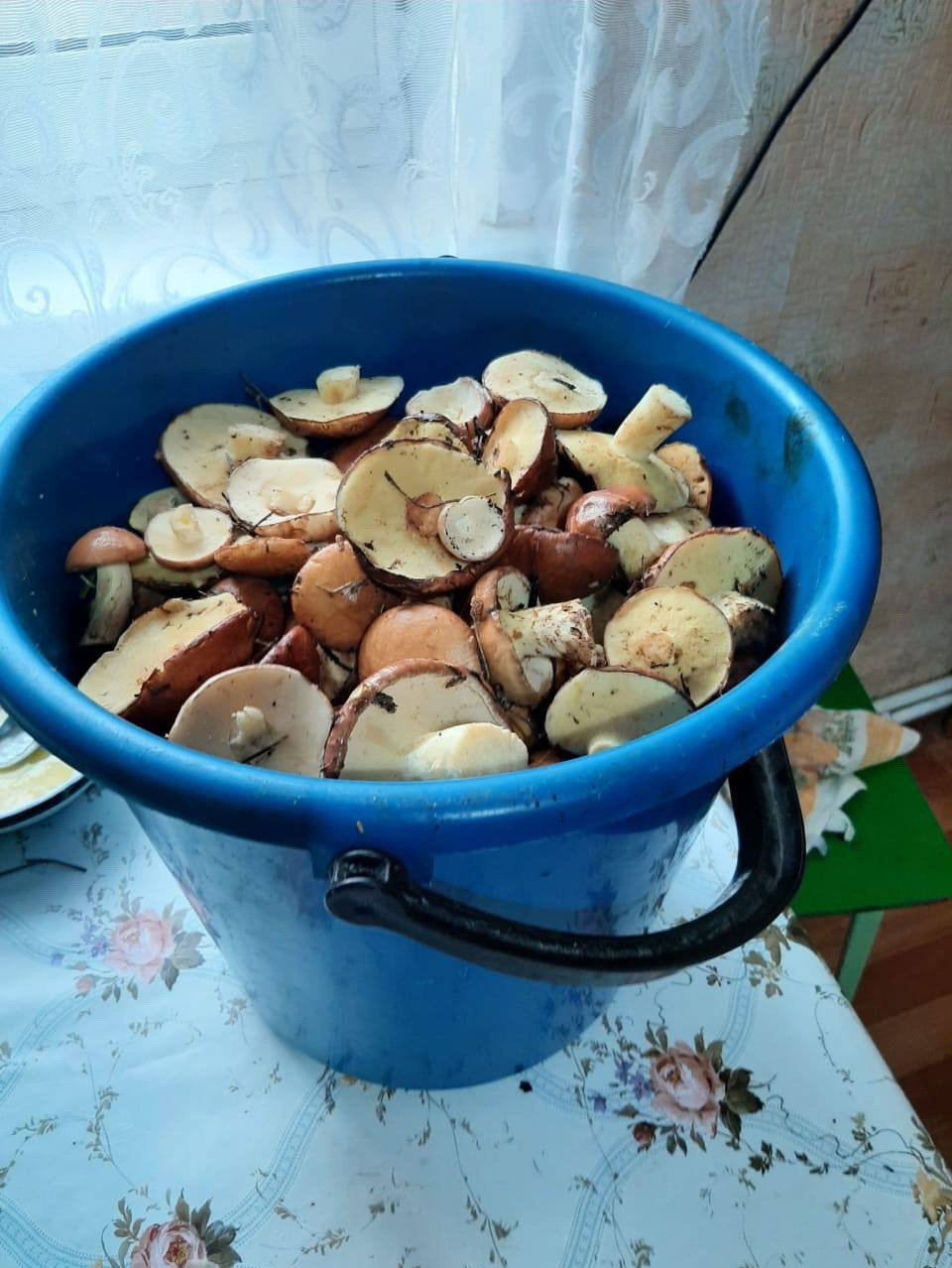 Опята и маслята собирают жители Инжавинского округа