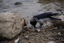 Массовая гибель рыбы из-за спуска пруда отмечена в Бондарском районе