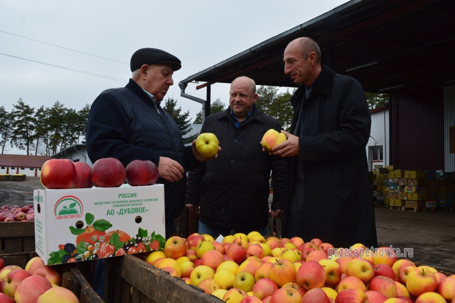 В АО "Дубовое" под руководством Валерия Петровича Черкашина ежегодно получают стабильно высокие урожаи яблок