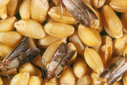 В зерне тамбовской агрофирмы обнаружили опасных насекомых