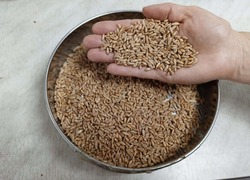 Тамбовская область почти на четверть увеличила экспорт зерна