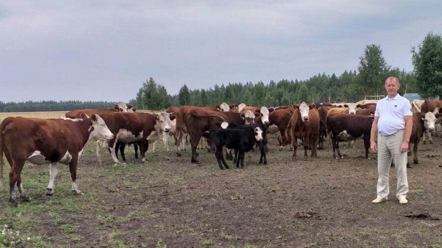 Купить Телят В Гурьевском Районе Кемеровской Области