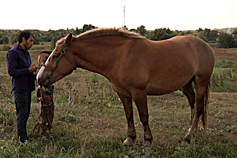 Продажа лошадей тамбовская. Тамбовская лошадь. Украли лошадь. Лошади в Тамбовской области. Кражи лошадей в Московской области.