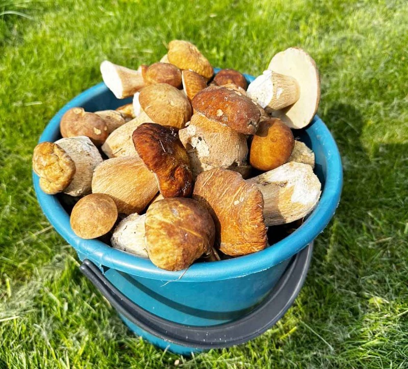 У сосновцев идёт сезон заготовки белых грибов