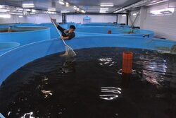 Рыбоводческий комплекс в Мичуринском районе наращивает производство