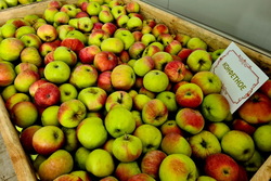 В Тамбовской области собрали 14 тысяч тонн яблок