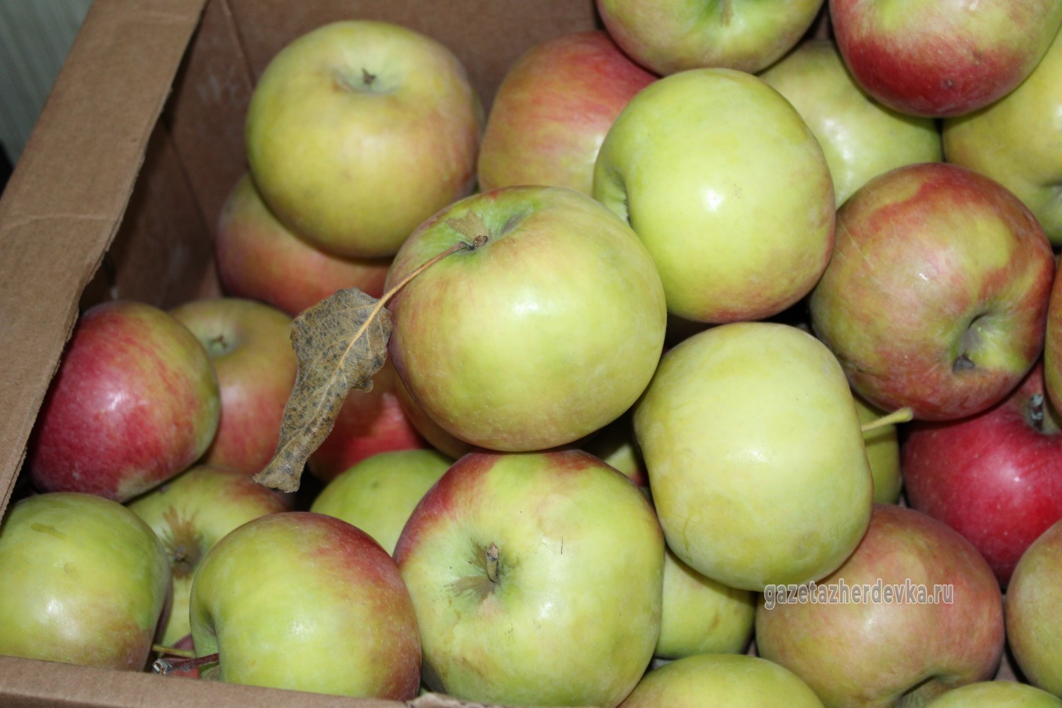 Пюре хайнц яблоко. Яблоки на рынке. Фруктовое пюре хайнц. 120 яблок. Пюре сады придонья 120г яблок-груша-слива.