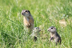 Крапчатый суслик из Красной книги обосновался на Тамбовщине