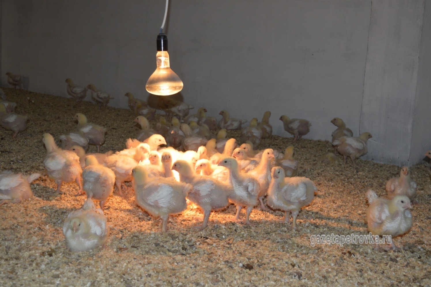 Цыплята греются под лампочкой