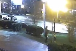 Полиция установила личность спилившего пять тополей в центре Тамбова