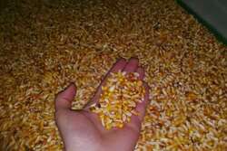 В Тамбовской области проверили семена на содержание ГМО