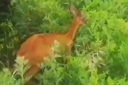 Охотоведы спасли забежавшую в деревню Красненькая косулю 