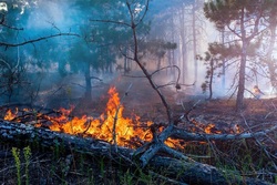 С начала пожароопасного сезона в тамбовских лесах произошло 4 возгорания