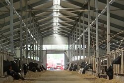 Сбер содействует развитию молочного животноводства в Тамбовской области