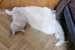 В пожарной части Мучкапского округа несёт службу кот Фунтик 