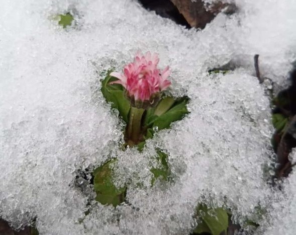 Январские маргаритки расцвели в Первомайском