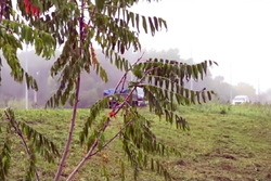 На севере Тамбова продолжают высаживать молодые деревья