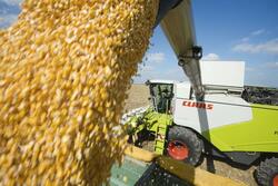 Урожай тамбовского зерна в этом году превысит 3,5 миллиона тонн