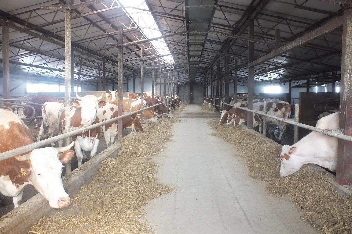 На молочно-товарной ферме в ООО «Золотая нива» 