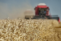 Урожай-2019: тамбовские аграрии собрали свыше 2 миллионов тонн зерна