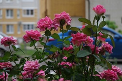 Тамбовчан приглашают на конкурс «Тамбов в цвету»