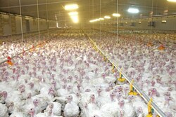 Тамбовская область вошла в тройку российских лидеров по росту производства мяса птицы