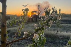 В Первомайском округе садоводы спасают от заморозков цветущие яблони