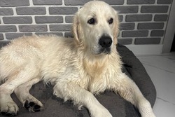 Ретривер из микрорайона Майский вернулся к хозяевам благодаря жителям Моршанска