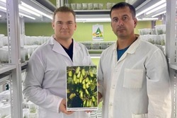 Мичуринские ученые вывели «северное киви», выдерживающее 40-градусные морозы