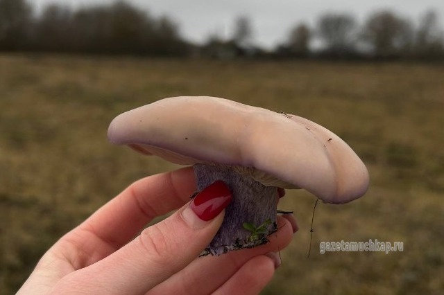 Мучкапцы собирают декабрьские грибы 