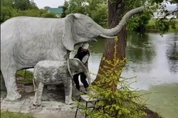 На берегу пруда в Петровском районе появились слон и слонёнок