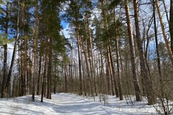 В Тамбовской области 20 беспилотников патрулируют леса зимой