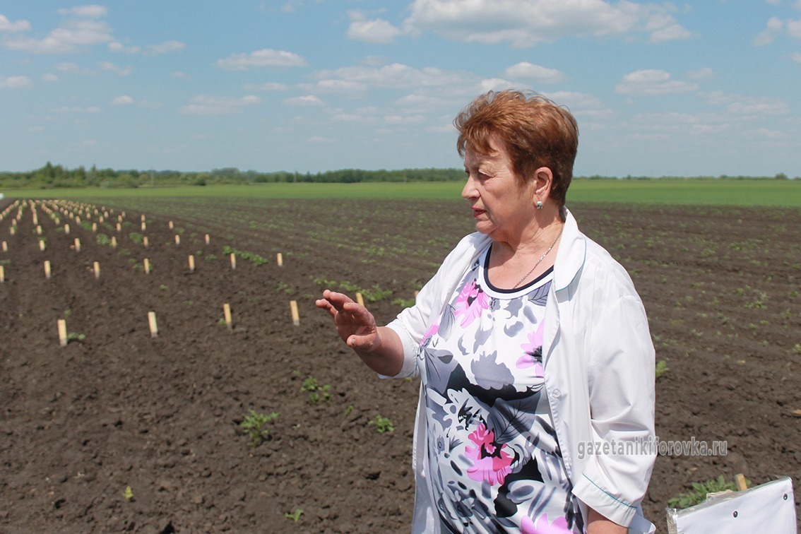 Тамара Кирпичёва рассказала о непростых взаимоотношениях картофеля с колорадским жуком