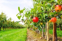 Тамбовские садоводы собрали почти 15 тысяч тонн плодов и ягод