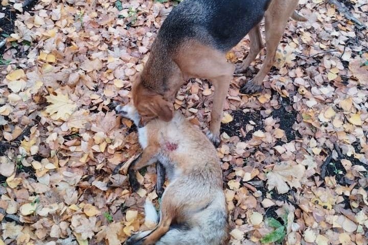 Охота с собакой на лисицу