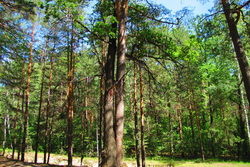 Возраст тамбовского «Дерева любви» определят эксперты из Москвы