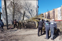 В Тамбове спилят 230 опасных деревьев