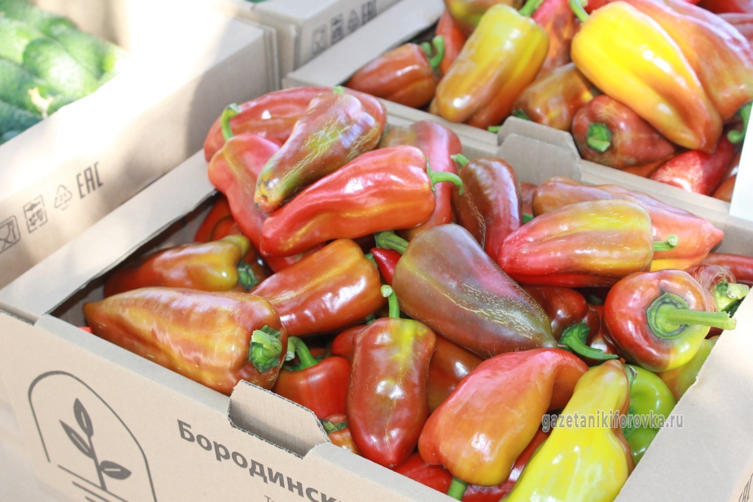 Никифоровские овощеводы и их продукция
