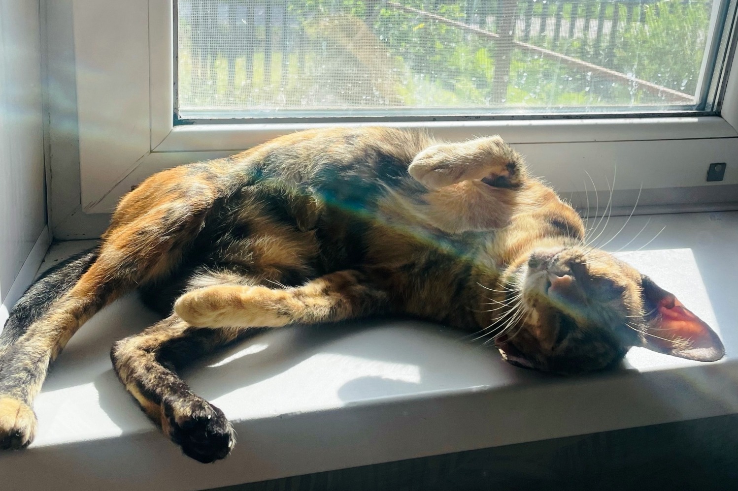 Кто не любит солнышко...