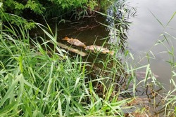 В ручей Пяшкиль продолжают сбрасывать сточные воды