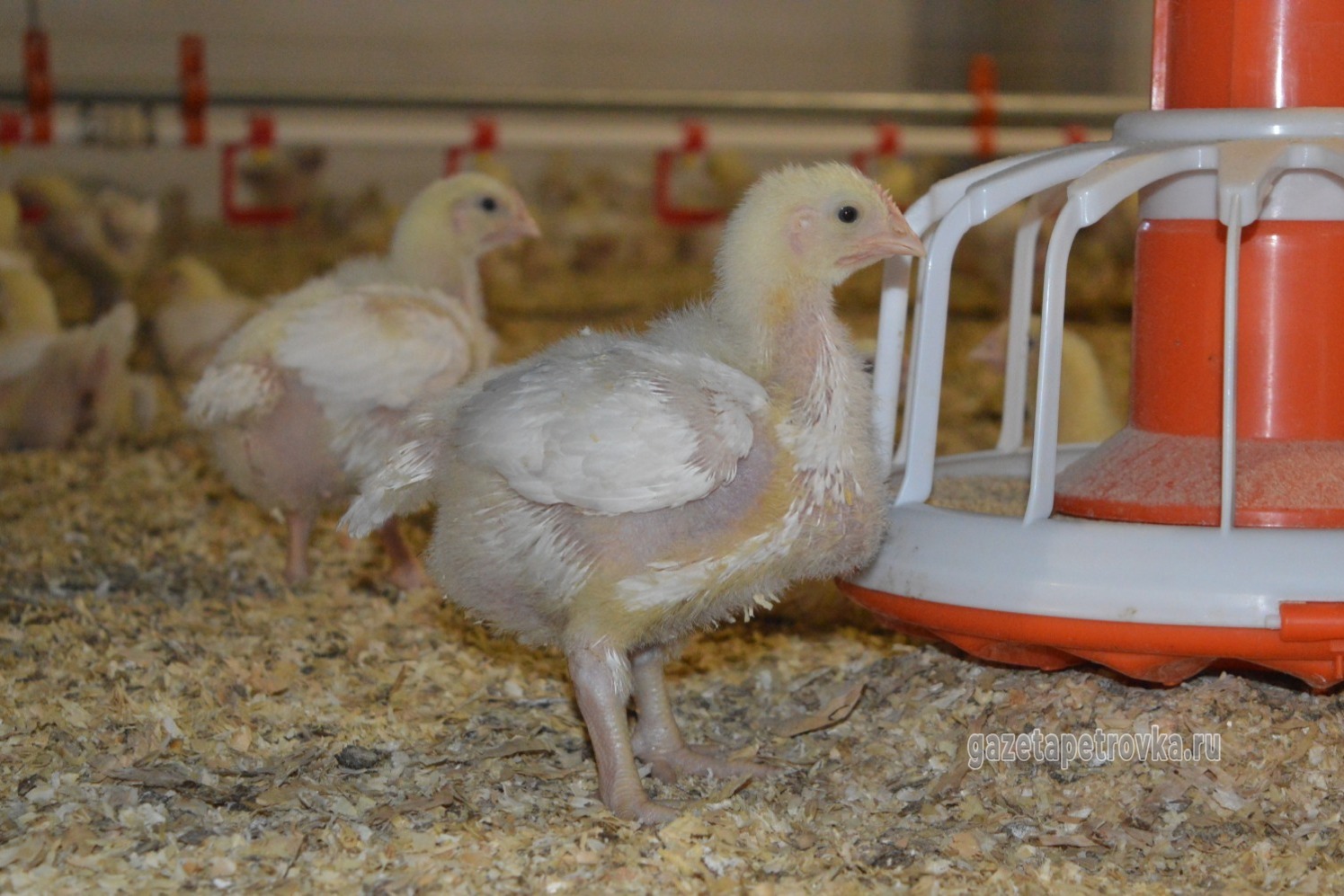 Трёхнедельный цыплёнок возле автоматизированной линии кормления